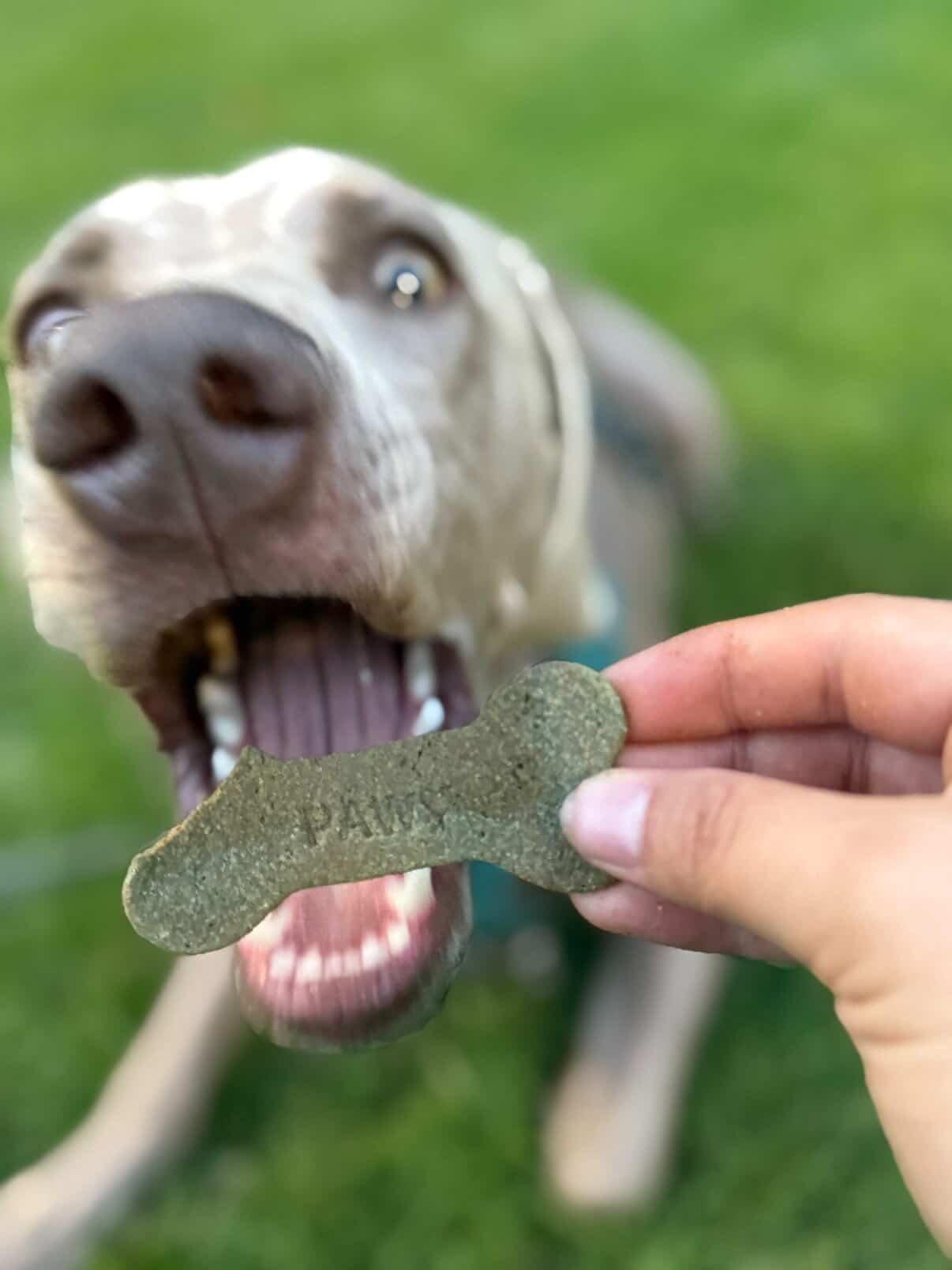 Perro comiendo un snack PAW